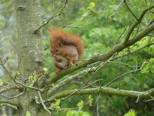 Red squirrel at Manoir du Vaugarny